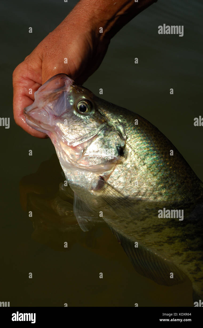 Pescado crappie Clearance