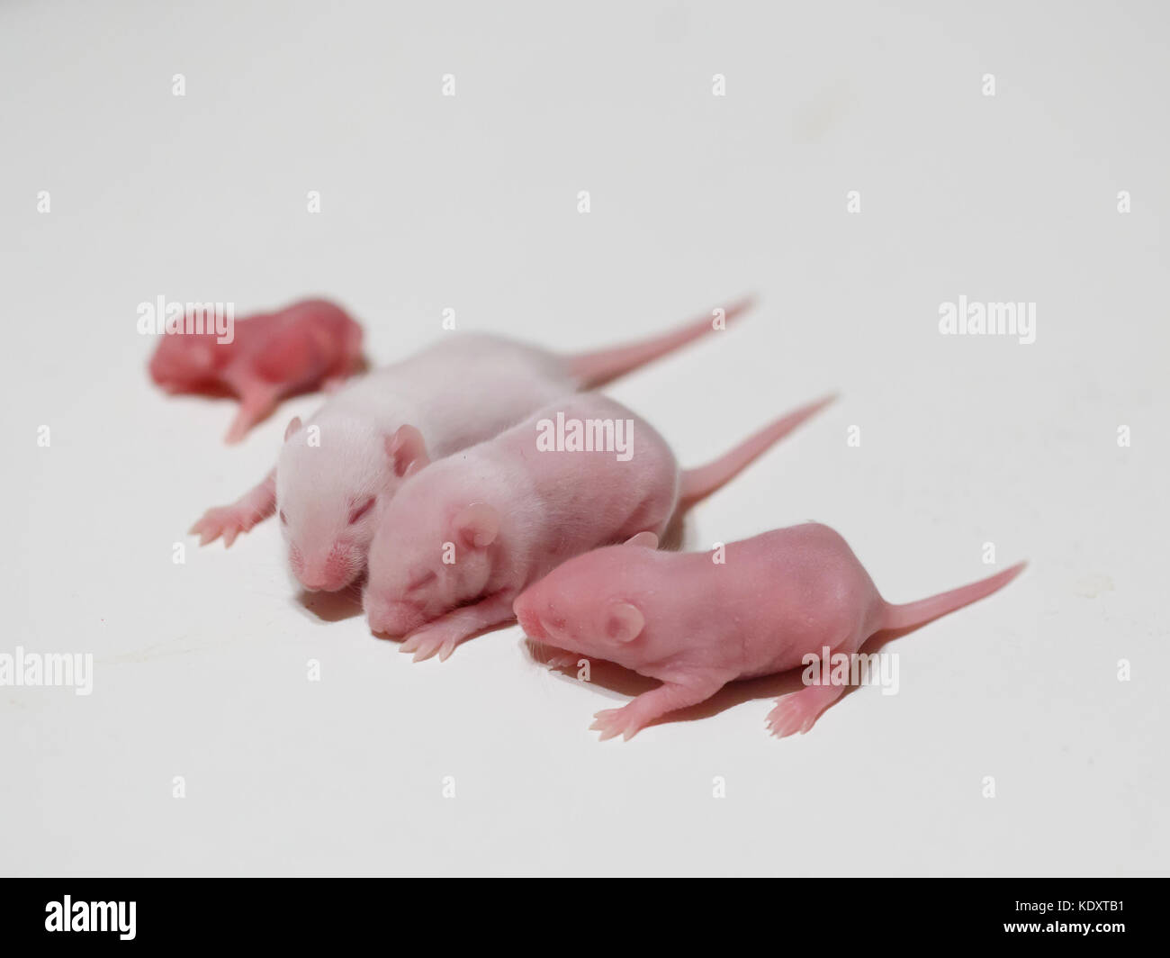 Vier Mäuse auf helle Oberfläche Mäusebabys und fuzzies Stockfoto
