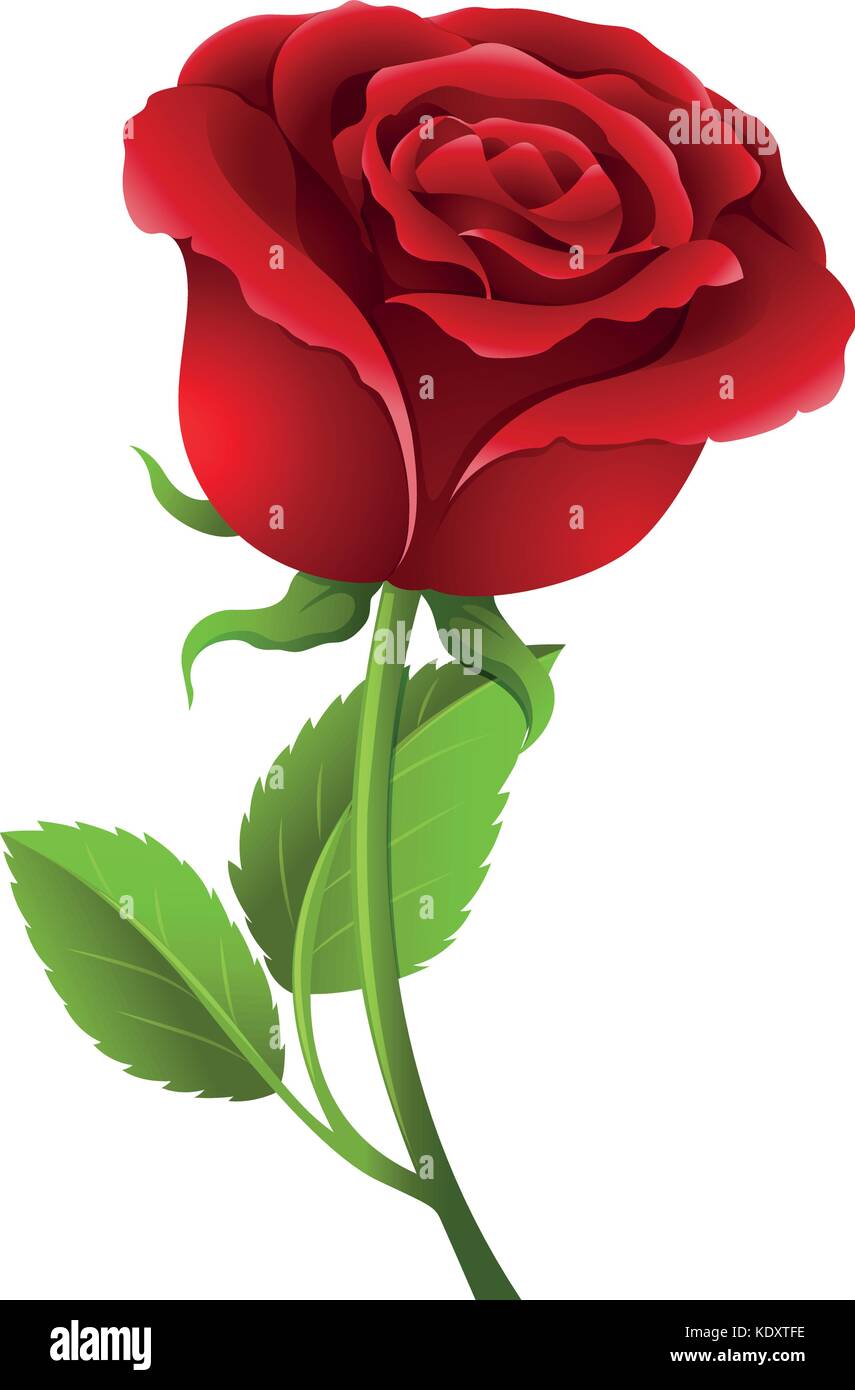 Rote Rose auf Stiel Abbildung Stock-Vektorgrafik - Alamy
