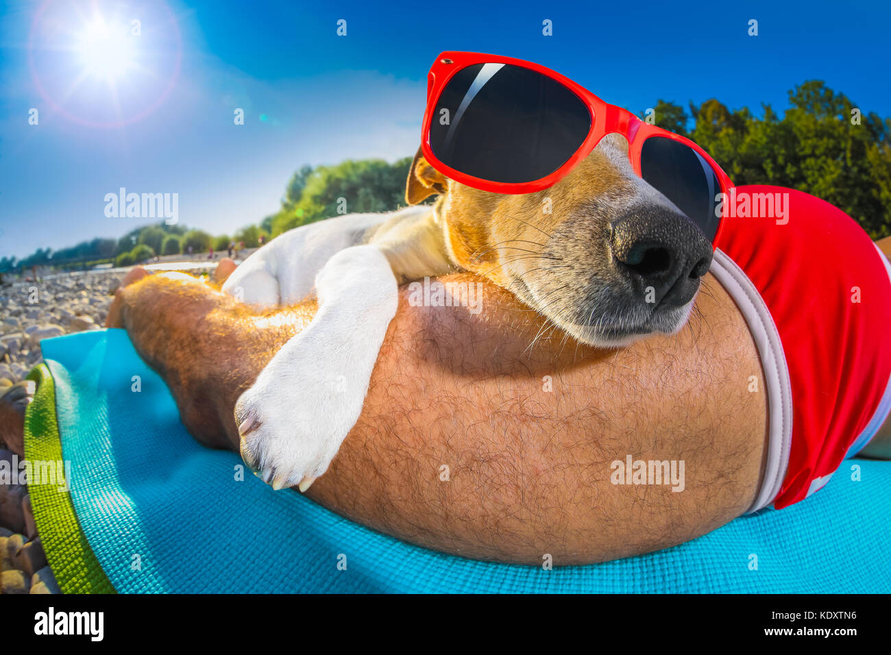 Jack Russell Hund und Herrchen Sonnenbaden in einer Siesta unter einer