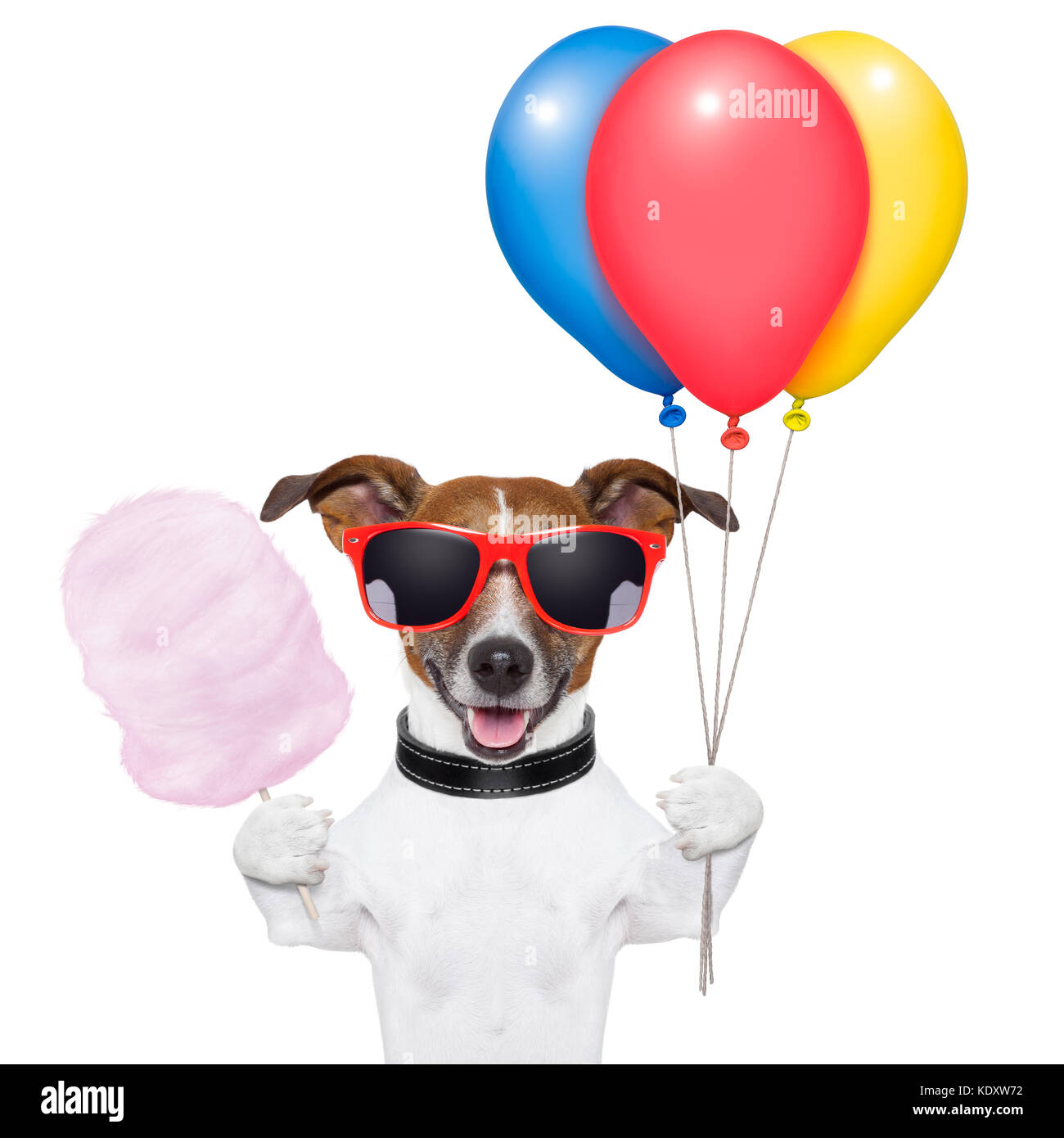 Hund mit Bündel Luftballons und Zuckerwatte und Schattierungen Stockfoto