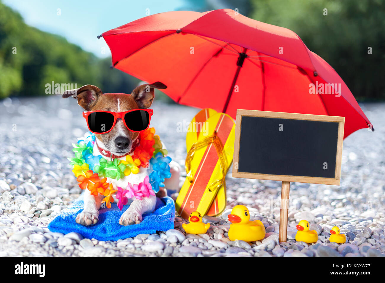 Jack Russell Hund unter Schirm am Strand mit Gummienten, auf Sommer