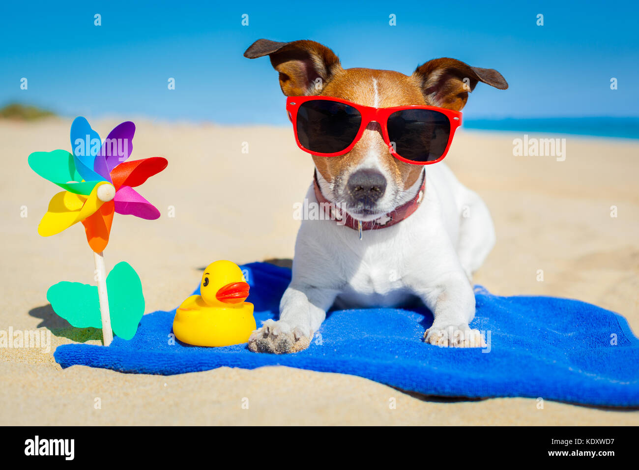 Hund spielt mit Sonnenbrille am Strand Sommer Urlaub Ferien Stockfotografie  - Alamy