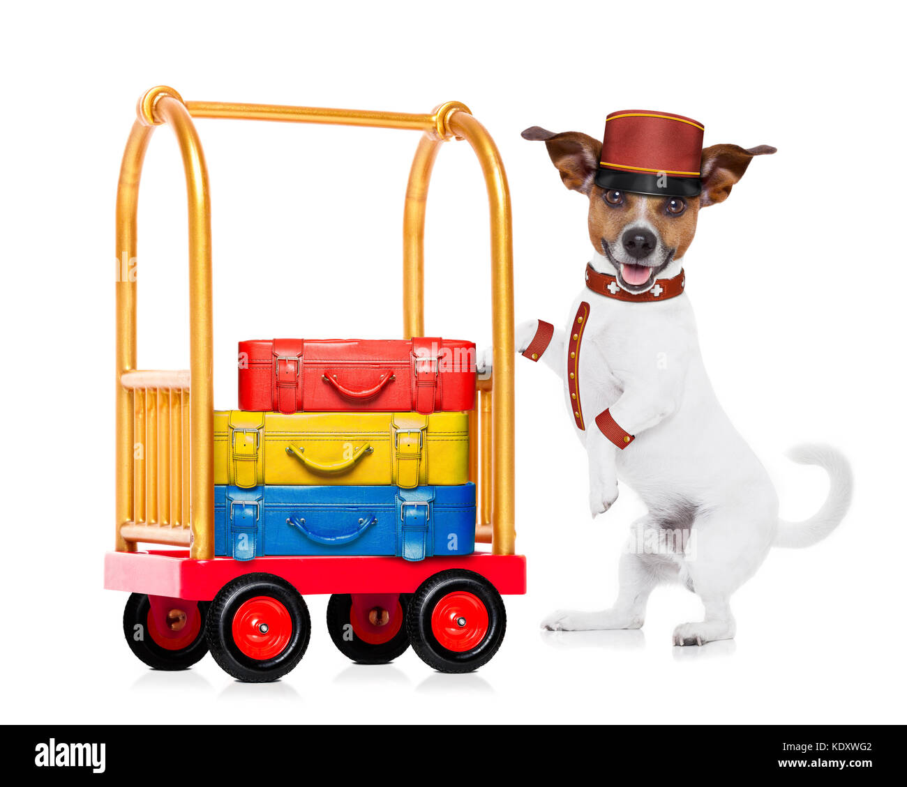 Jack Russell Hund treibt ein Hotel gepäckwagen oder Wagen voller Gepäck und Taschen, bereit, in ein haustierfreundliches Hotel, auf Rückseite weiß, isoliert Stockfoto