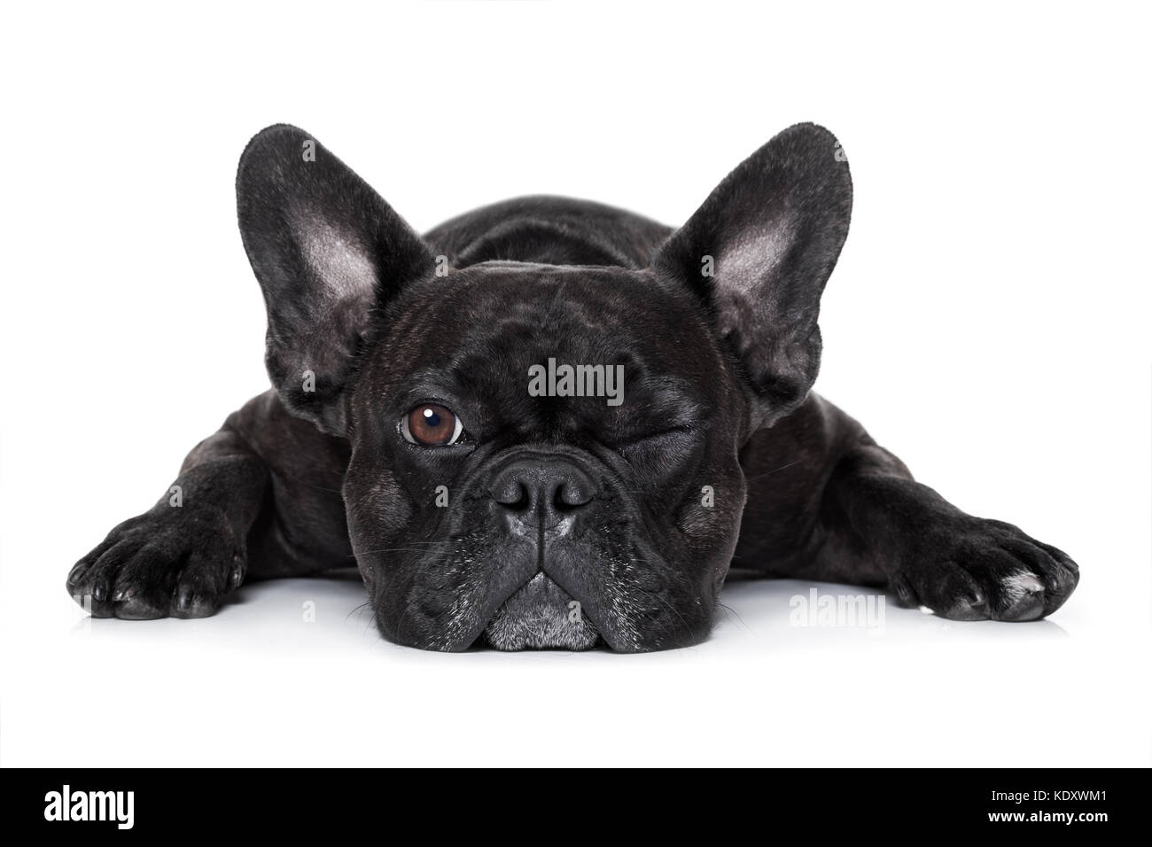 Französische Bulldogge Hund erschöpft oder müde, beobachten und sie starrte  wie ein Kontrollfreak, auf weißem Hintergrund Stockfotografie - Alamy