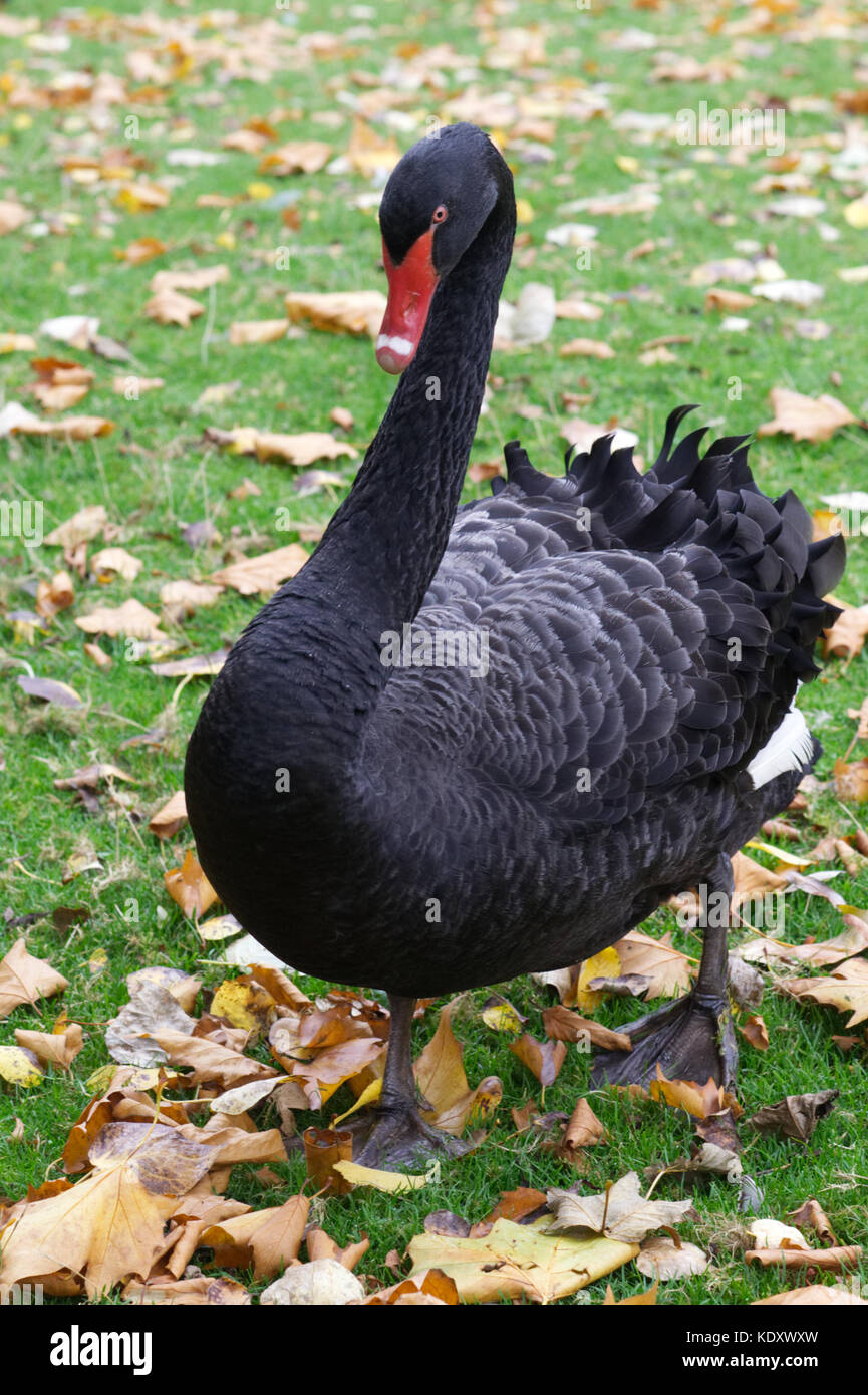 Black Swan zu Fuß in einer Wiese, Cygnus atratus Stockfoto