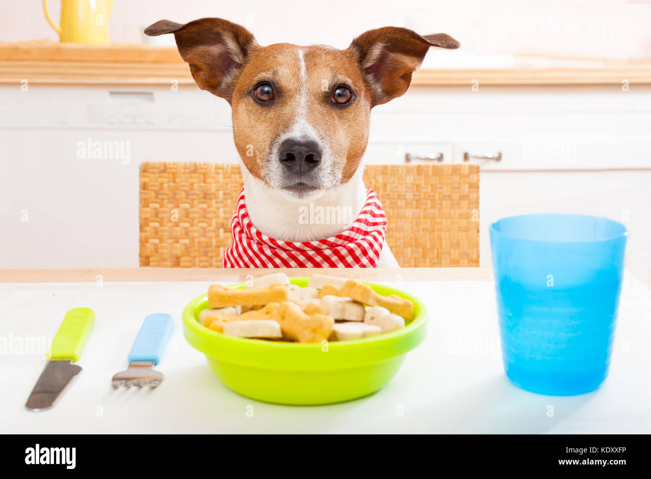 Hund am Tisch sitzen Stockfotografie Alamy Hund am Tisch sitzen Stockfotografie Alamy
