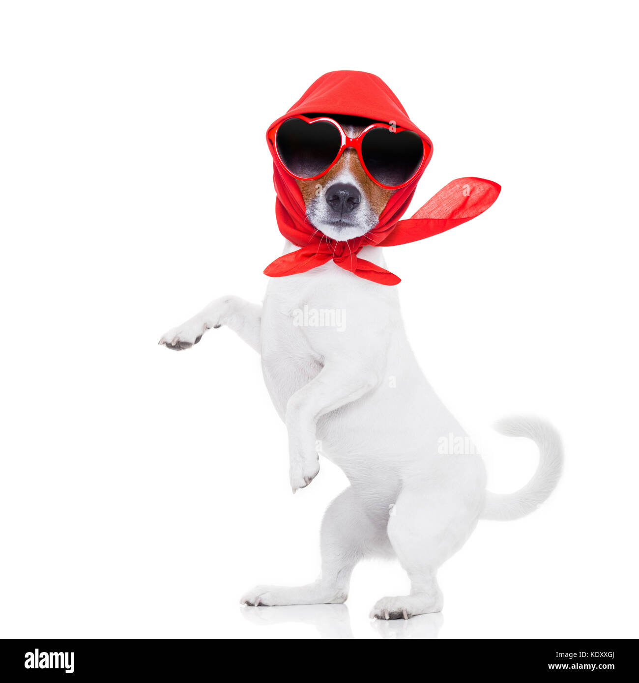 Verrückt und dumm Jack Russell diva lady Hund posieren und einen Zug zu machen, auf weißem Hintergrund Stockfoto