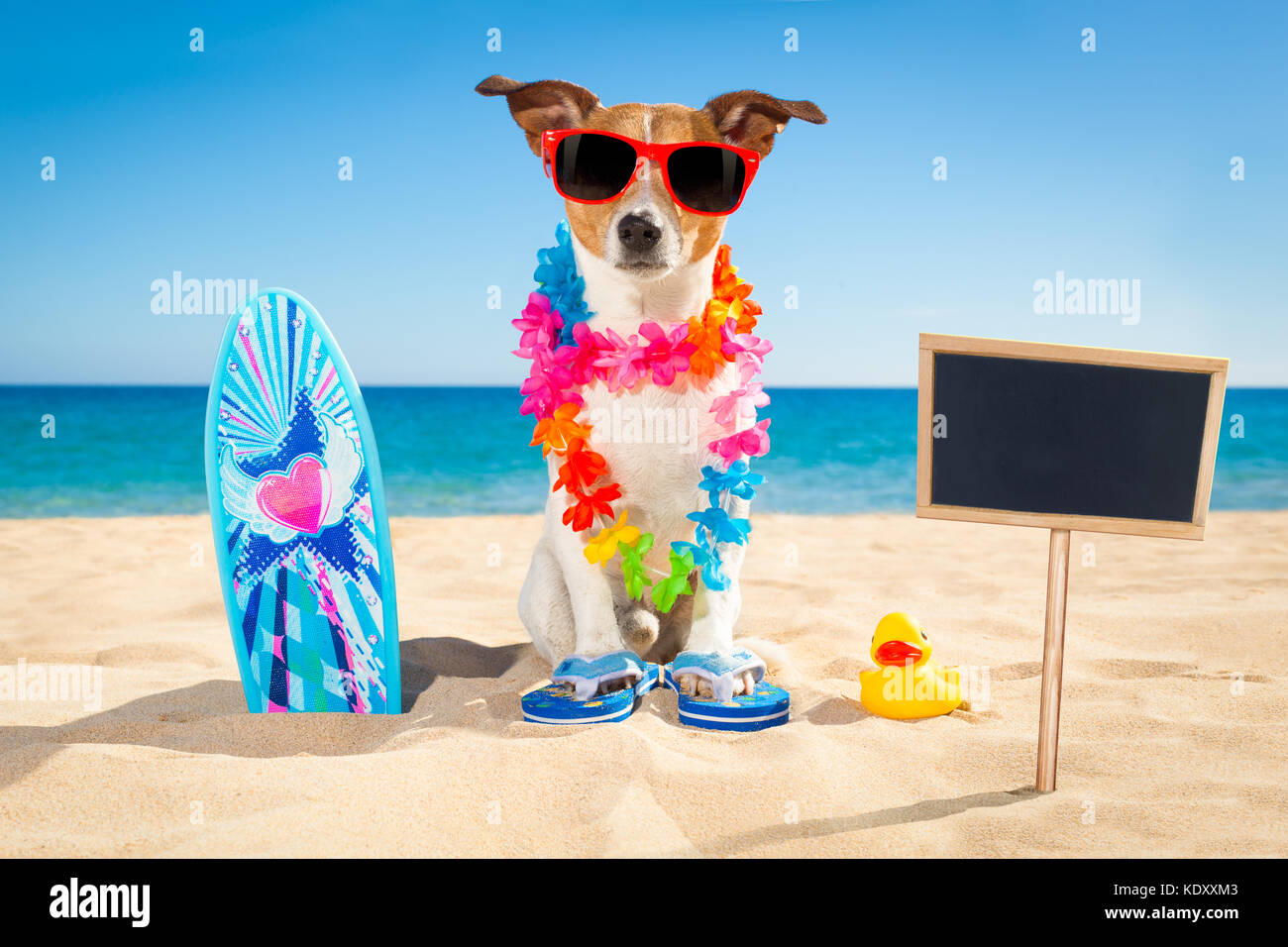 Jack Russell Hund am Strand mit einem Surfbrett mit Sonnenbrille und Flower Kette an der Küste im Sommer Urlaub Ferien Stockfoto