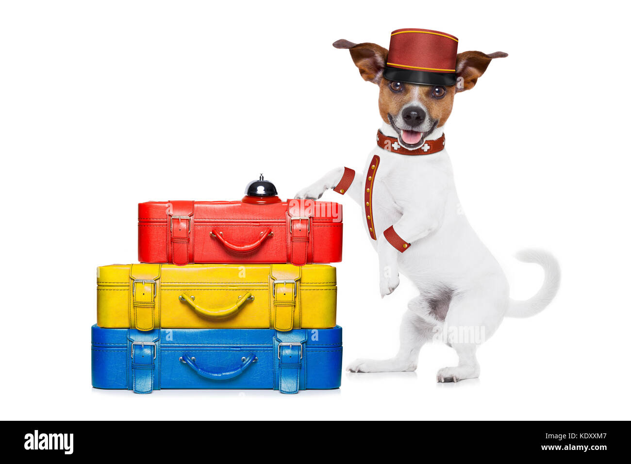 Jack Russell Page Hund mit Stapel von Gepäck in Hotels, wo Haustiere willkommen sind und erlaubt, auf weißem Hintergrund Stockfoto