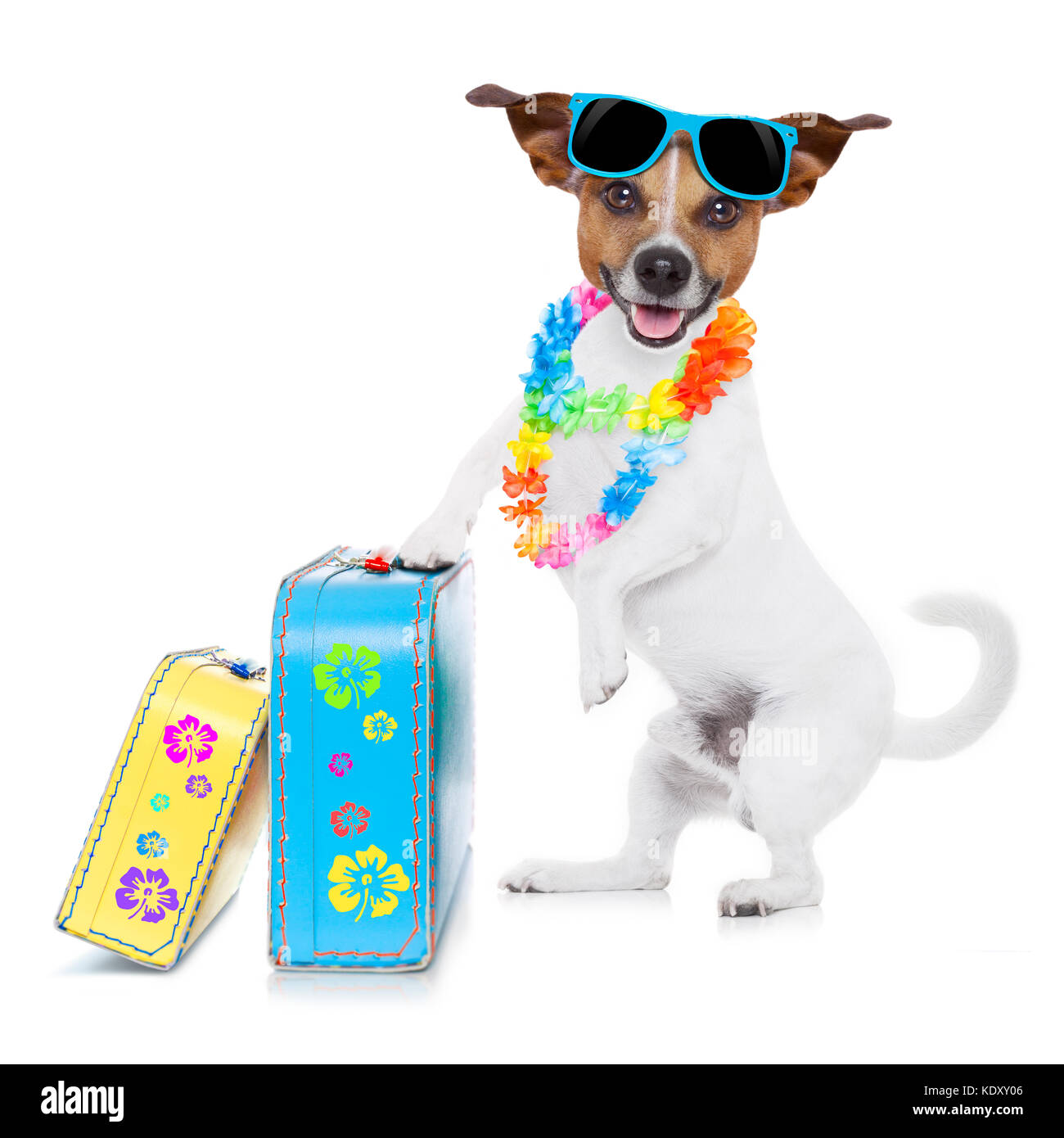 Jack Russell Hund packen Koffer und Gepäck und einen Koffer für den Sommerurlaub Urlaub, eine Sonnenbrille und eine Blume Kette isoliert auf weißem Hinterg Stockfoto