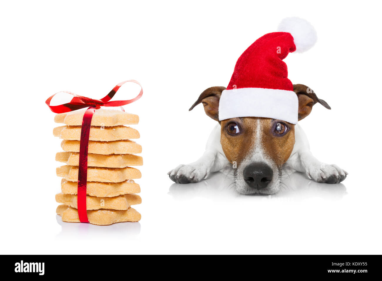 Jack Russell Hund warten und Betteln für weihnachtliche Köstlichkeiten oder Cookies als vorhanden oder als Geschenk, das Tragen von Santa Hut, auf weißem Hintergrund Stockfoto