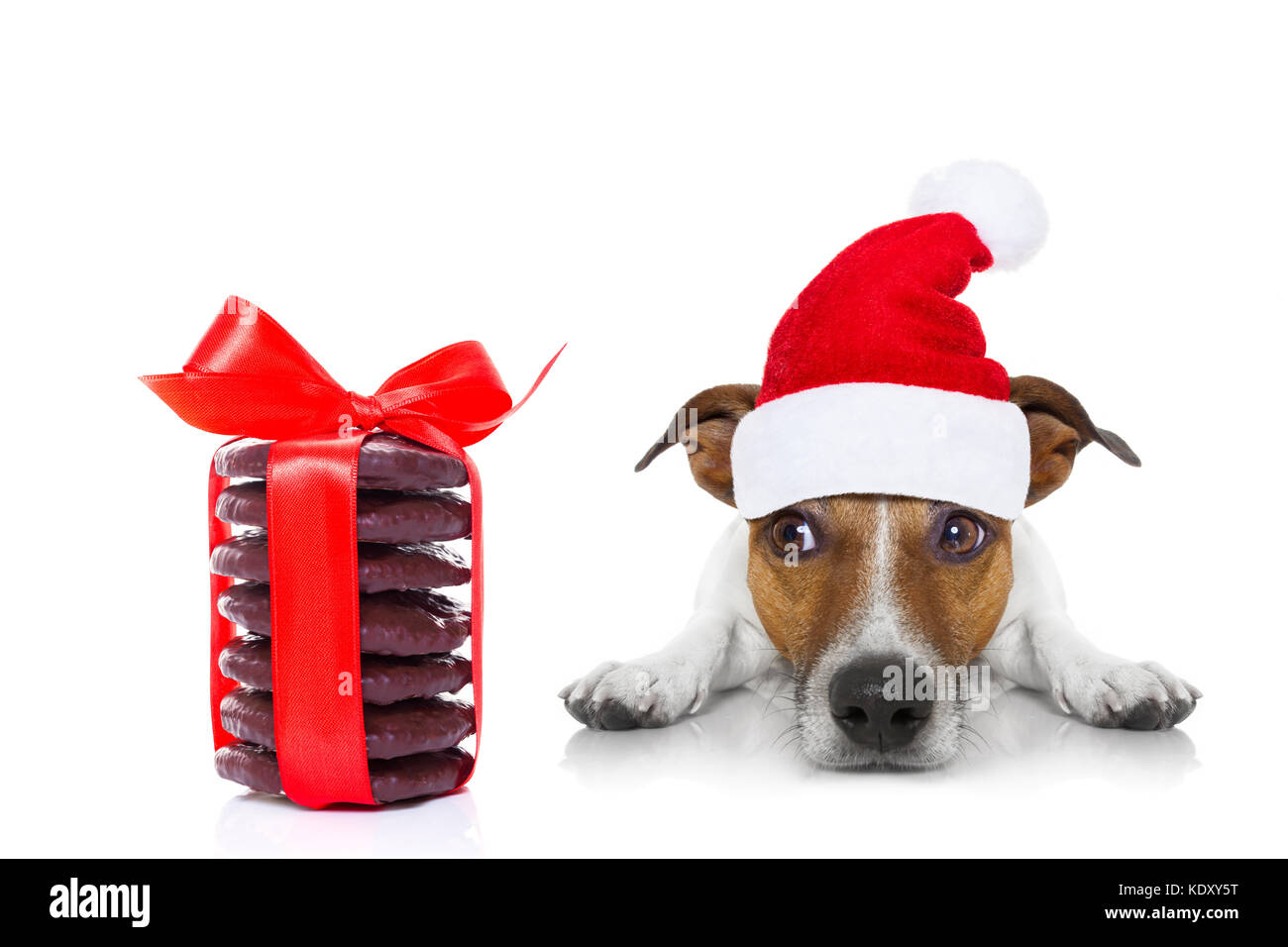 Jack Russell Hund mit roten weihnachten santa claus hat für Weihnachten Urlaub und ein Geschenk von Cookies oder behandelt Stockfoto