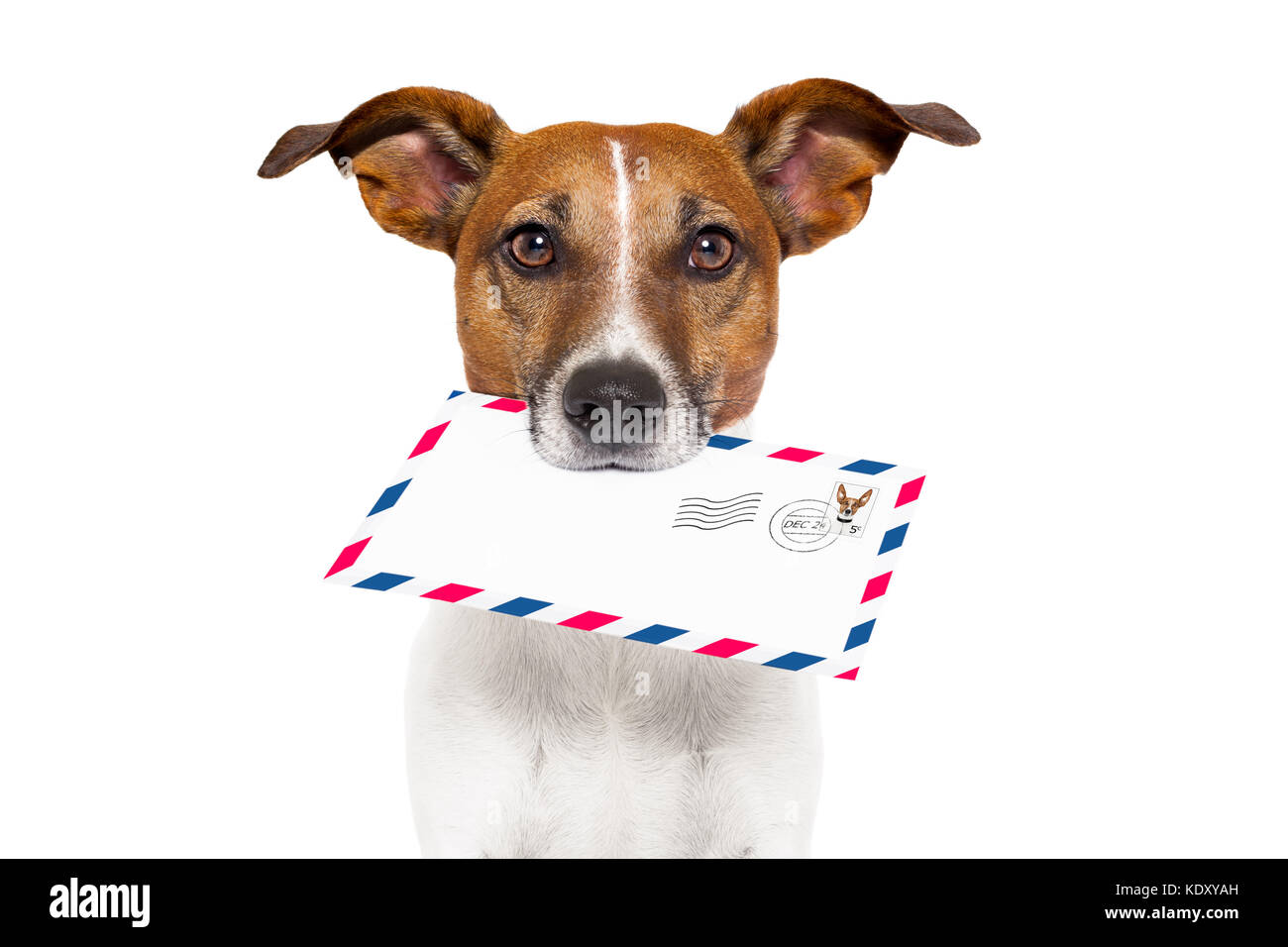 Hund mit Brille mit Air Mail Umschlag mit Briefmarke Stockfoto