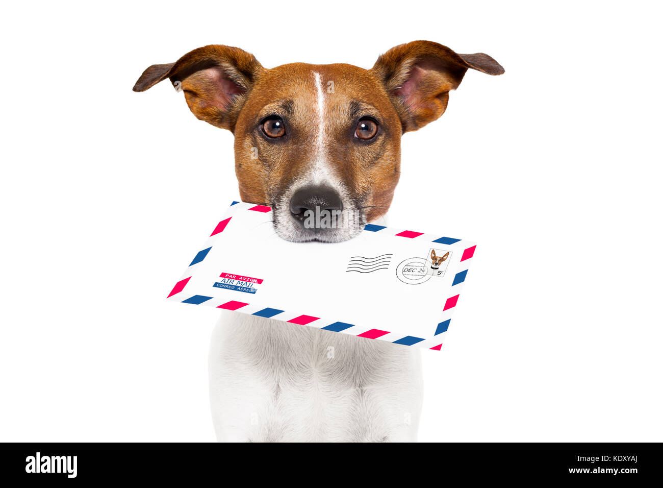 Hund mit Brille mit Air Mail Umschlag mit Briefmarke Stockfoto