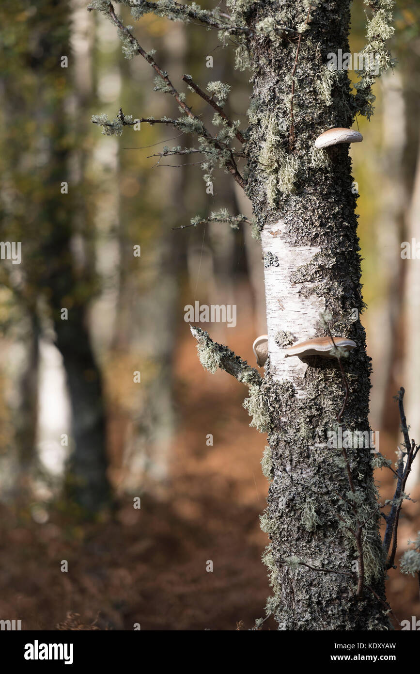 Flechten und Pilze nebeneinander auf einem silbernen Birkenstamm Stockfoto