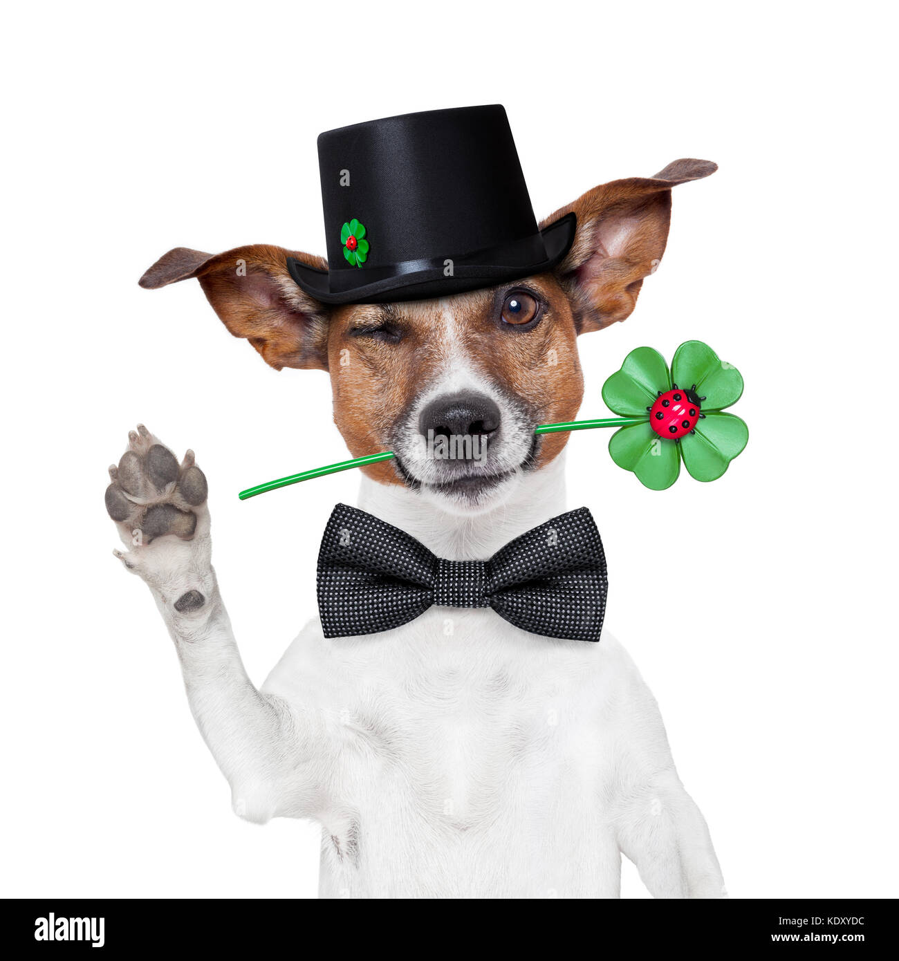 Viel Glück Schornsteinfeger Hund mit Hut und Klee Stockfotografie - Alamy