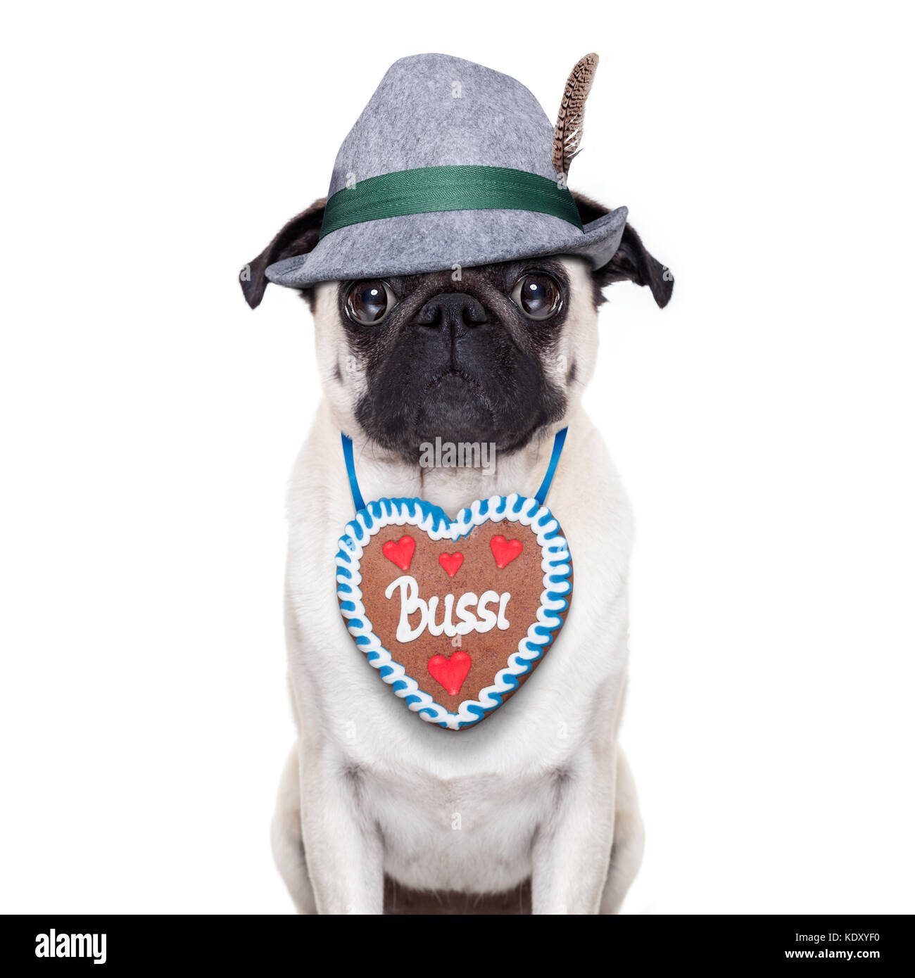 Mops Hund verkleidet als Bayerische mit Lebkuchen als Kragen