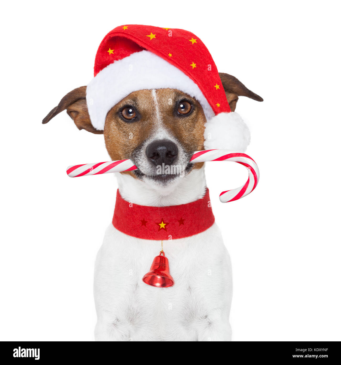 Weihnachten Hund als Weihnachtsmann Stockfotografie - Alamy