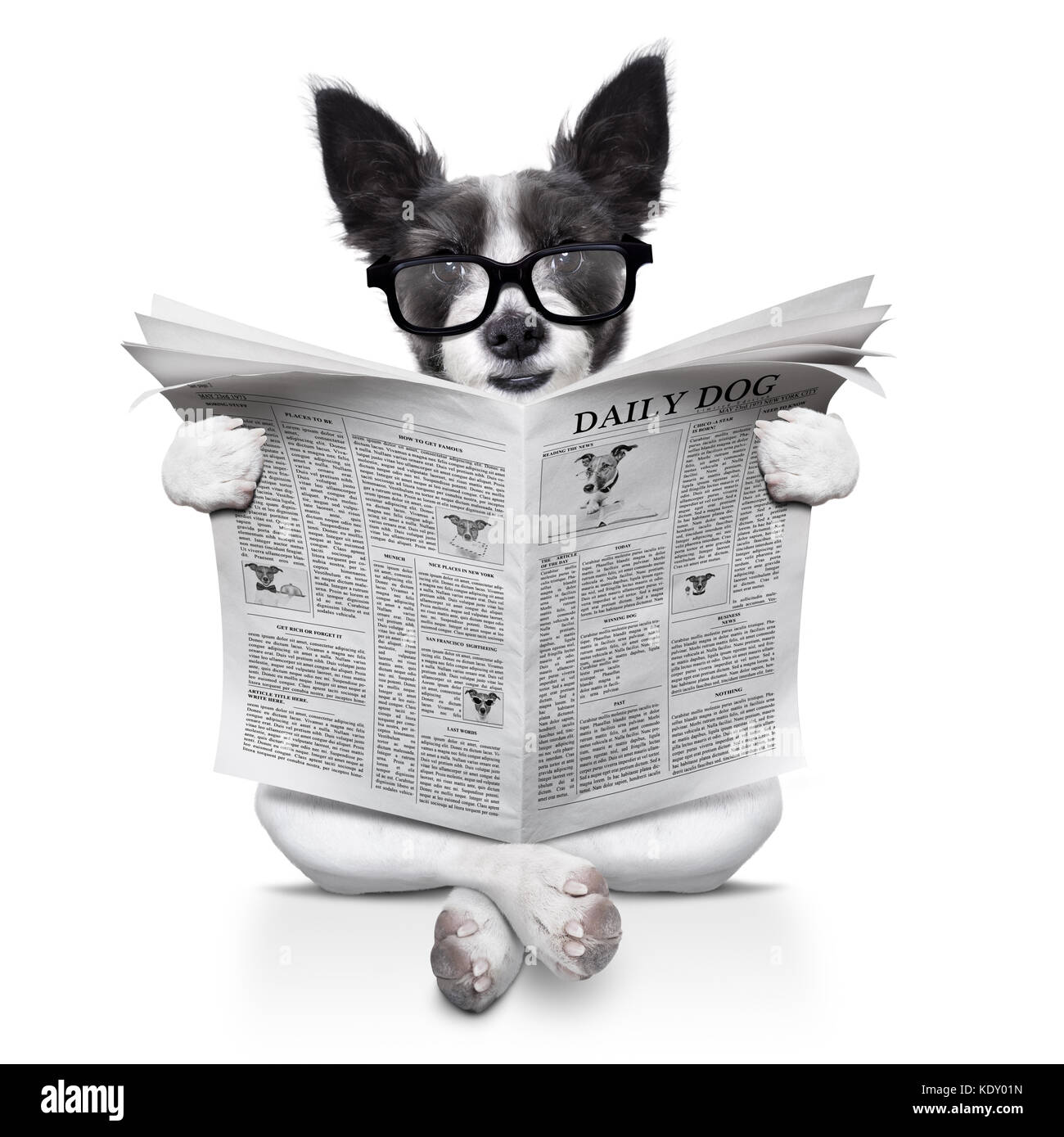 Terrier Hund lesen Zeitung sitzen auf dem Boden, auf weißem Hintergrund Stockfoto