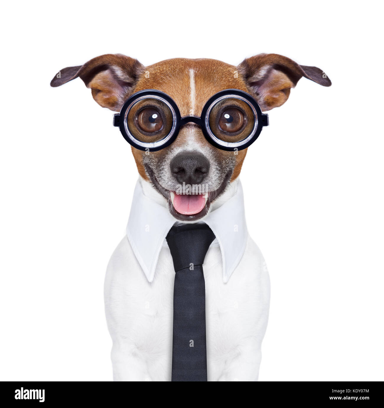 Stumme business Hund mit lustigen Brillen und Anzug Stockfotografie - Alamy