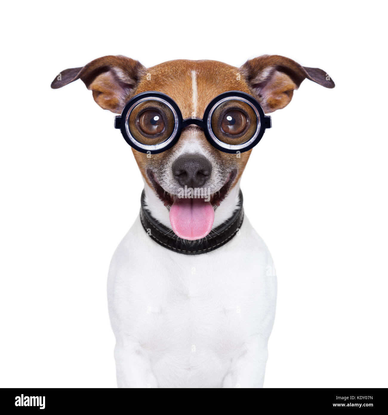 Crazy dumme Hund mit lustigen Brillen und Zunge Ohren nach unten Stockfoto
