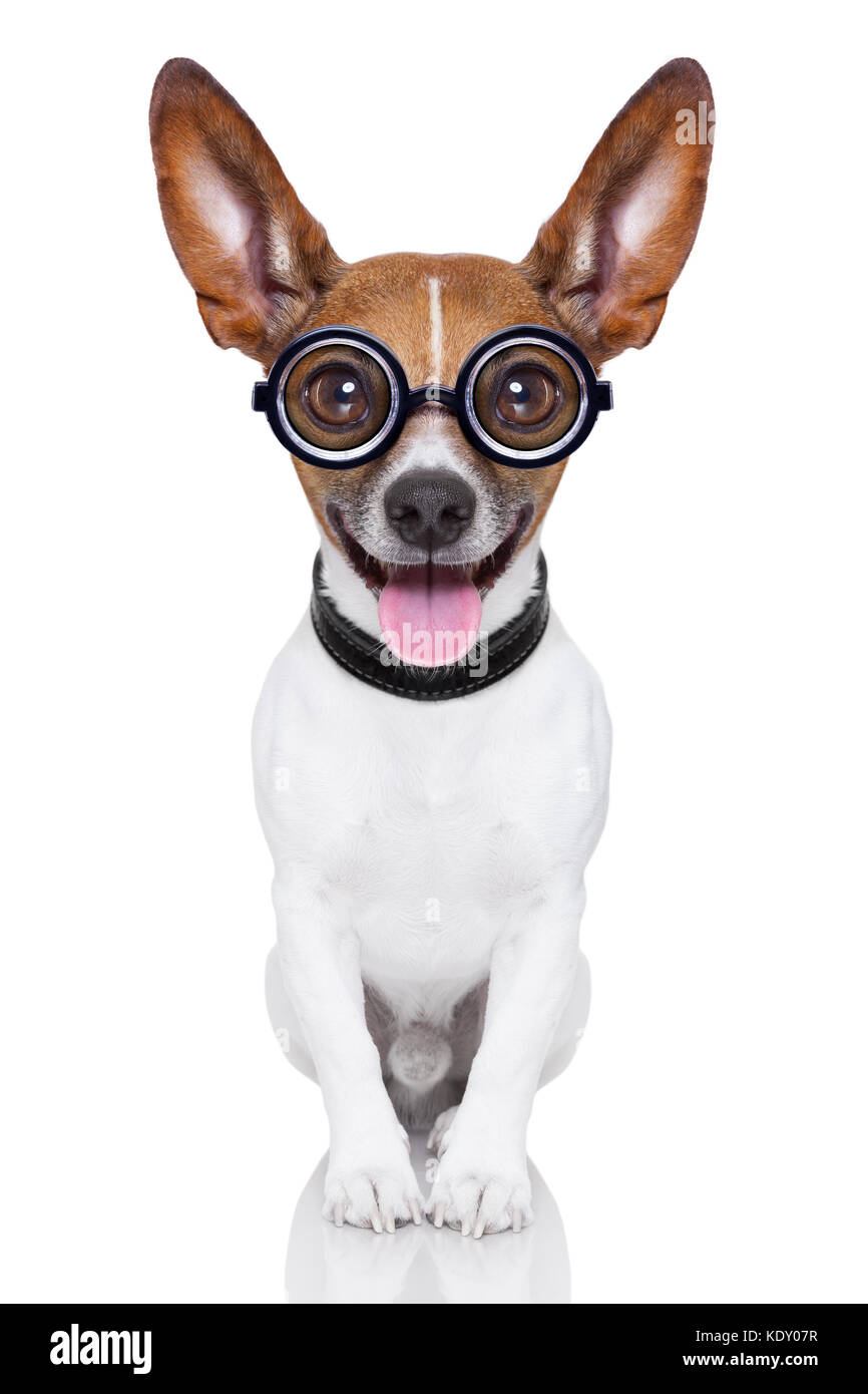 Crazy dumme Hund mit lustigen Brillen zeigen Zunge des ganzen Körpers Stockfoto