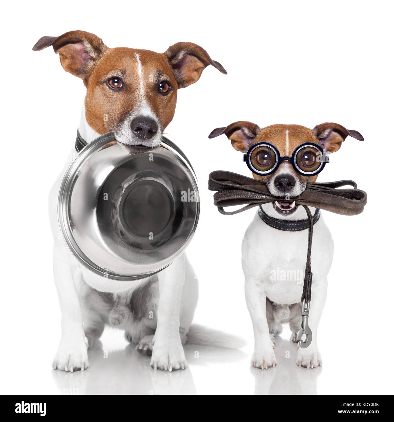 Zwei Hunde, die mit Futterschüssel und Leder Leine Stockfoto