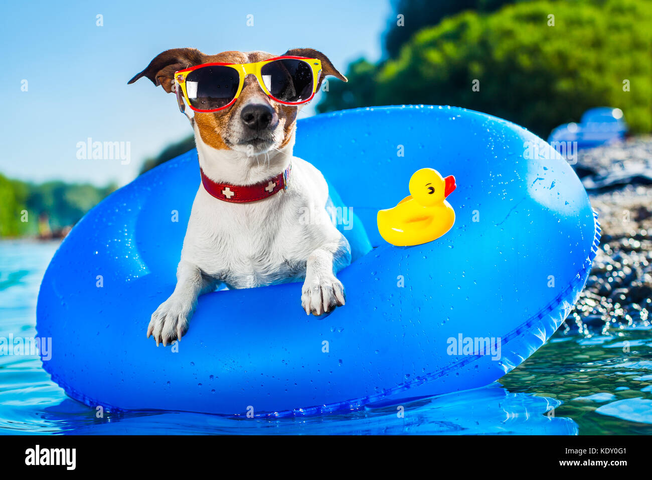 Hund auf blaue Luftmatratze im erfrischenden Wasser Stockfoto, Bild