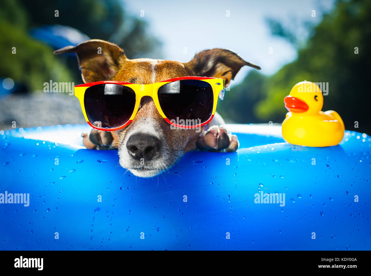 Hund auf blaue Luftmatratze im Wasser erfrischend Stockfotografie - Alamy