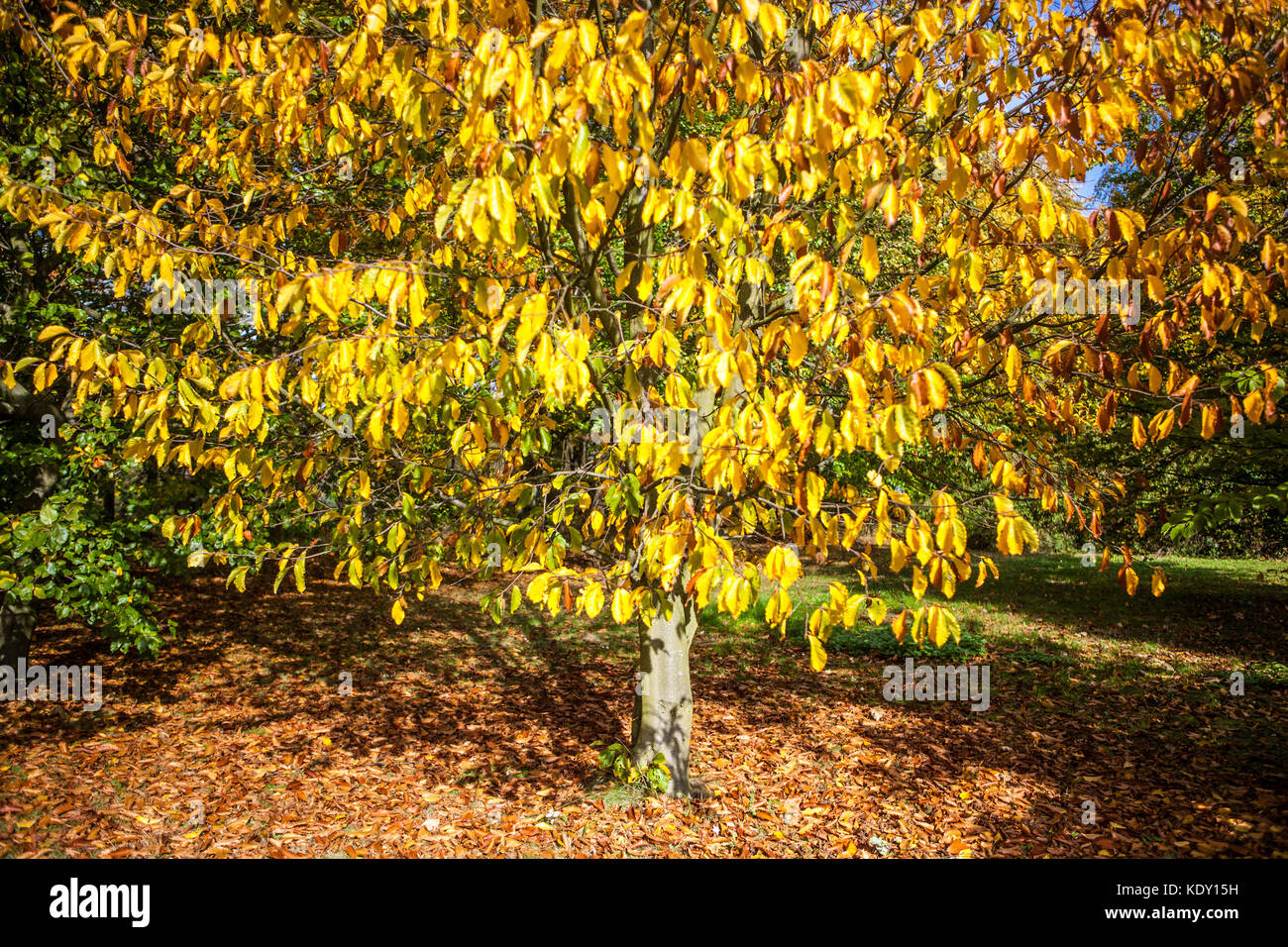 Japanische Blaubuche, Fagus japonica, Gartenlaube Herbst sonniger Tag herbstliche Farben von gelblichem Laub Jahreszeit Wetter gelblich herbstlicher gelblicher Baum Stockfoto