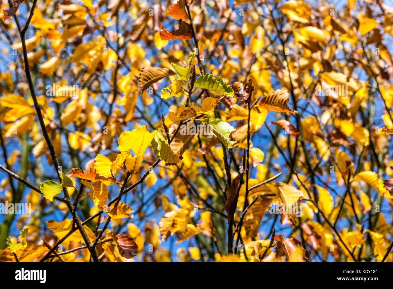 Japanische blaue Buche, Fagus japonica, Gartenbelaubung Herbstlaub Sonnenlicht Stockfoto