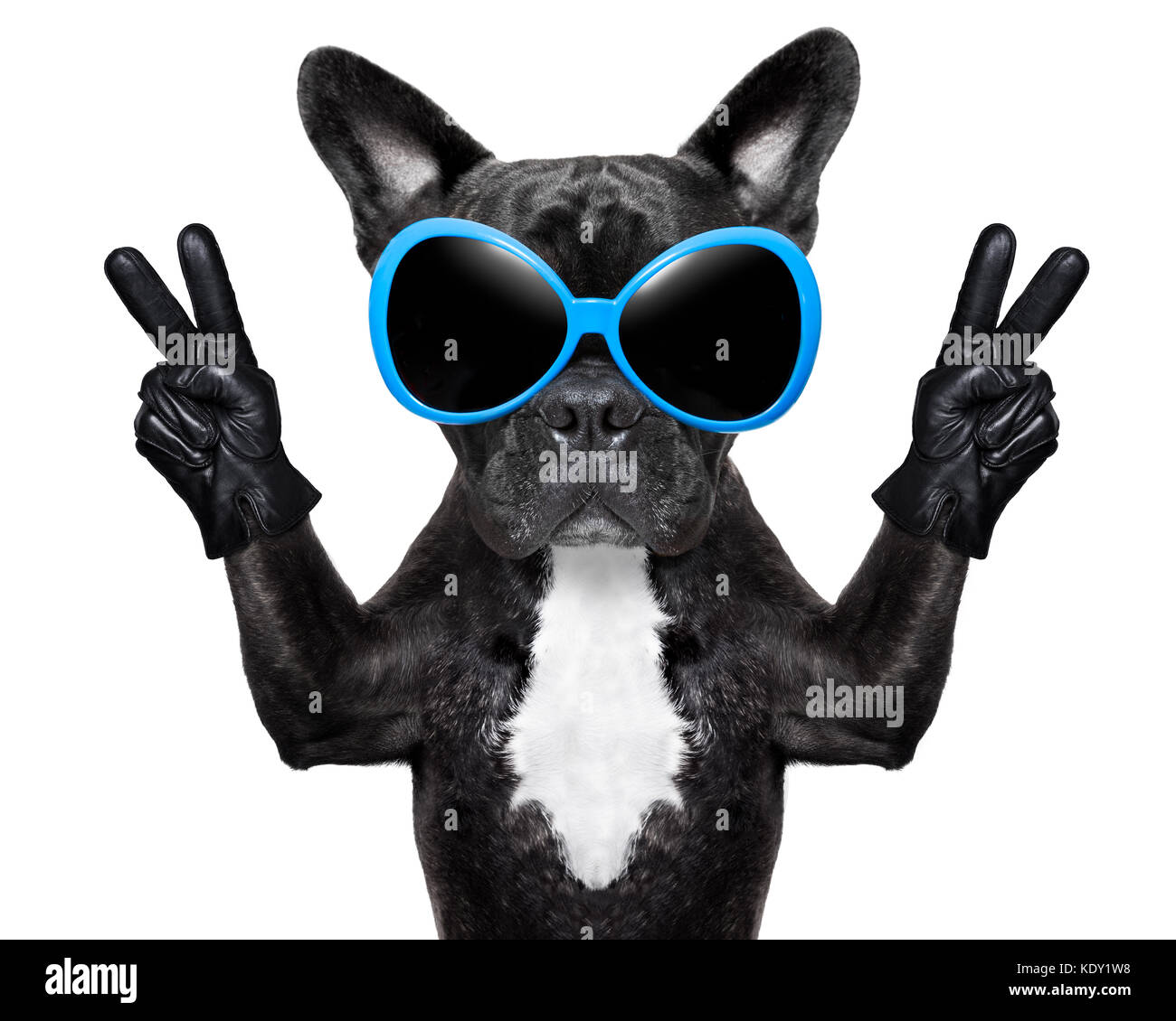 Sehr Cooler Hund Mit Frieden Finger Handschuhe Tragen Und Ausgefallene Sonnenbrille Stockfotografie Alamy