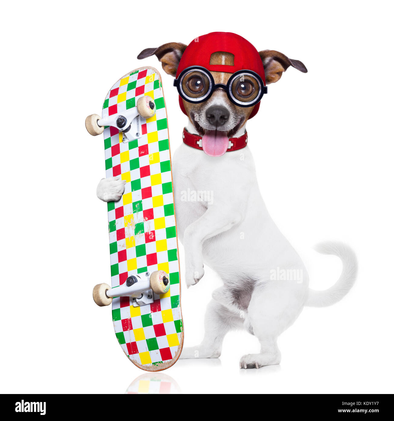 Jack Russell skater Hund mit roter Kappe bereit zu spielen, Skateboard, auf  weißem Hintergrund Stockfotografie - Alamy