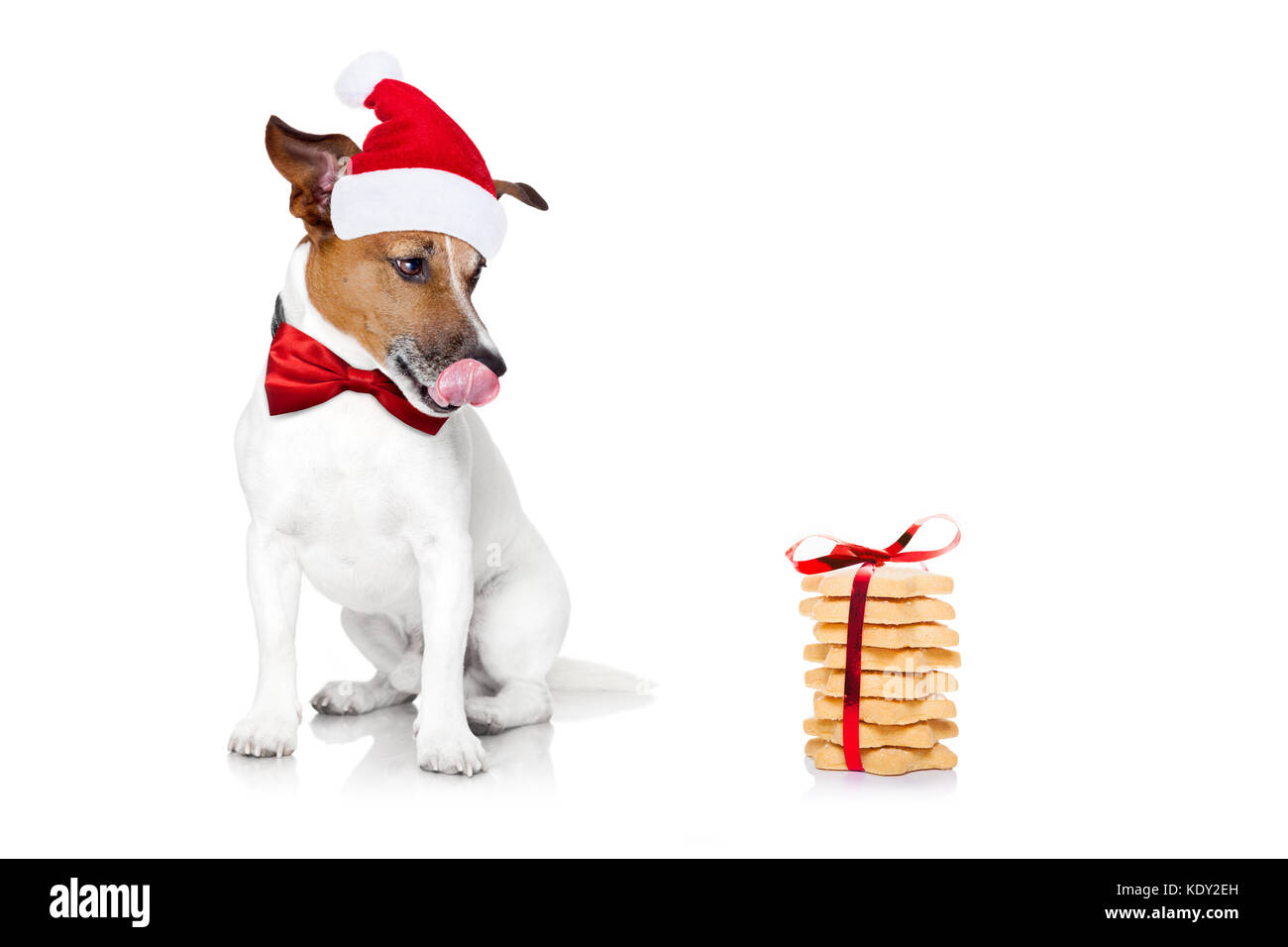 Hungry Jack Russell Hund mit roten weihnachten santa claus hat für Weihnachten Urlaub und ein Geschenk von Cookies oder behandelt Stockfoto