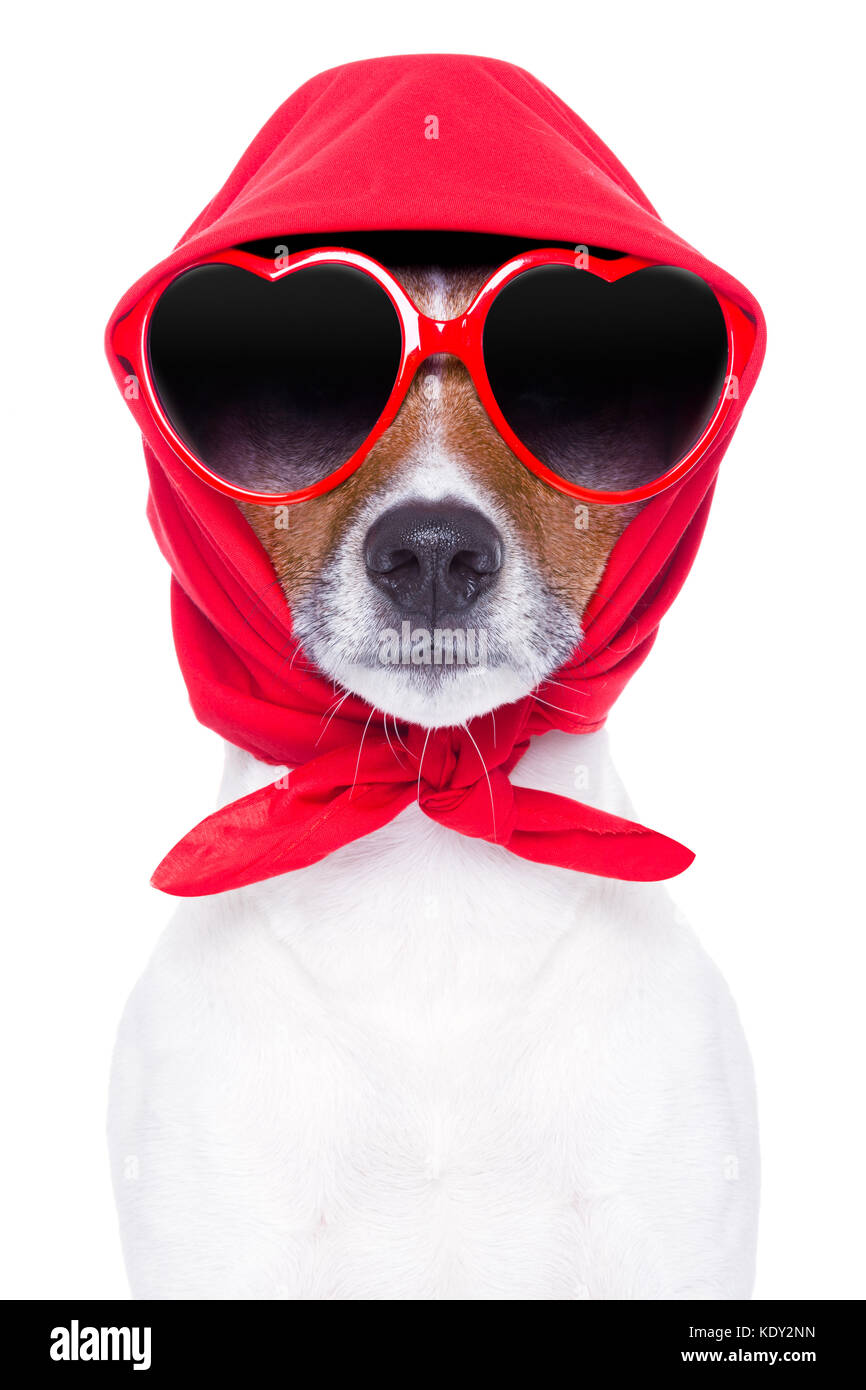 Diva Hund mit rot Sonnenbrille cool aussehende Stockfotografie - Alamy