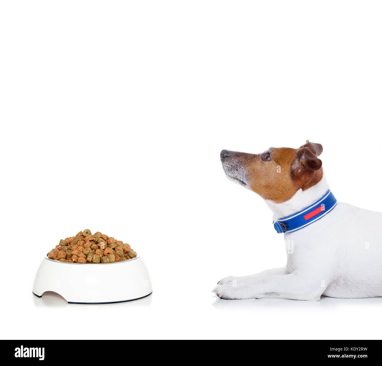 Hund warten auf ein Zeichen zu beginnen Essen aus der Schüssel, und schaut zum Eigentümer, auf weißem Hintergrund Stockfoto