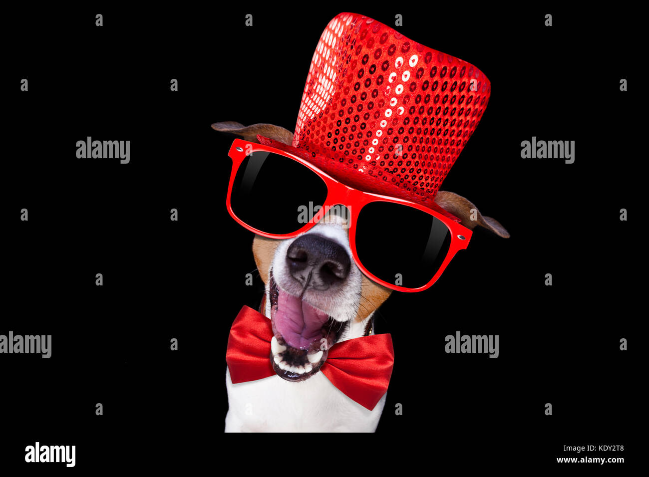 Jack Russell Terrier Hund auf schwarzem Hintergrund isoliert, mit