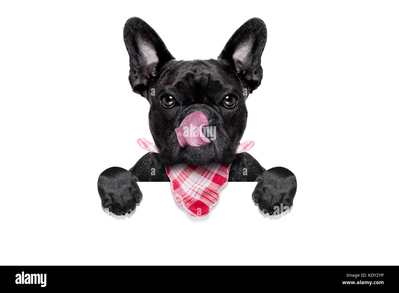Hungrig französische Bulldogge Hund bereit, Dinner oder Lunch zu essen, hinter leeren Banner oder Plakat, Zunge heraus, auf weißem Hintergrund Stockfoto