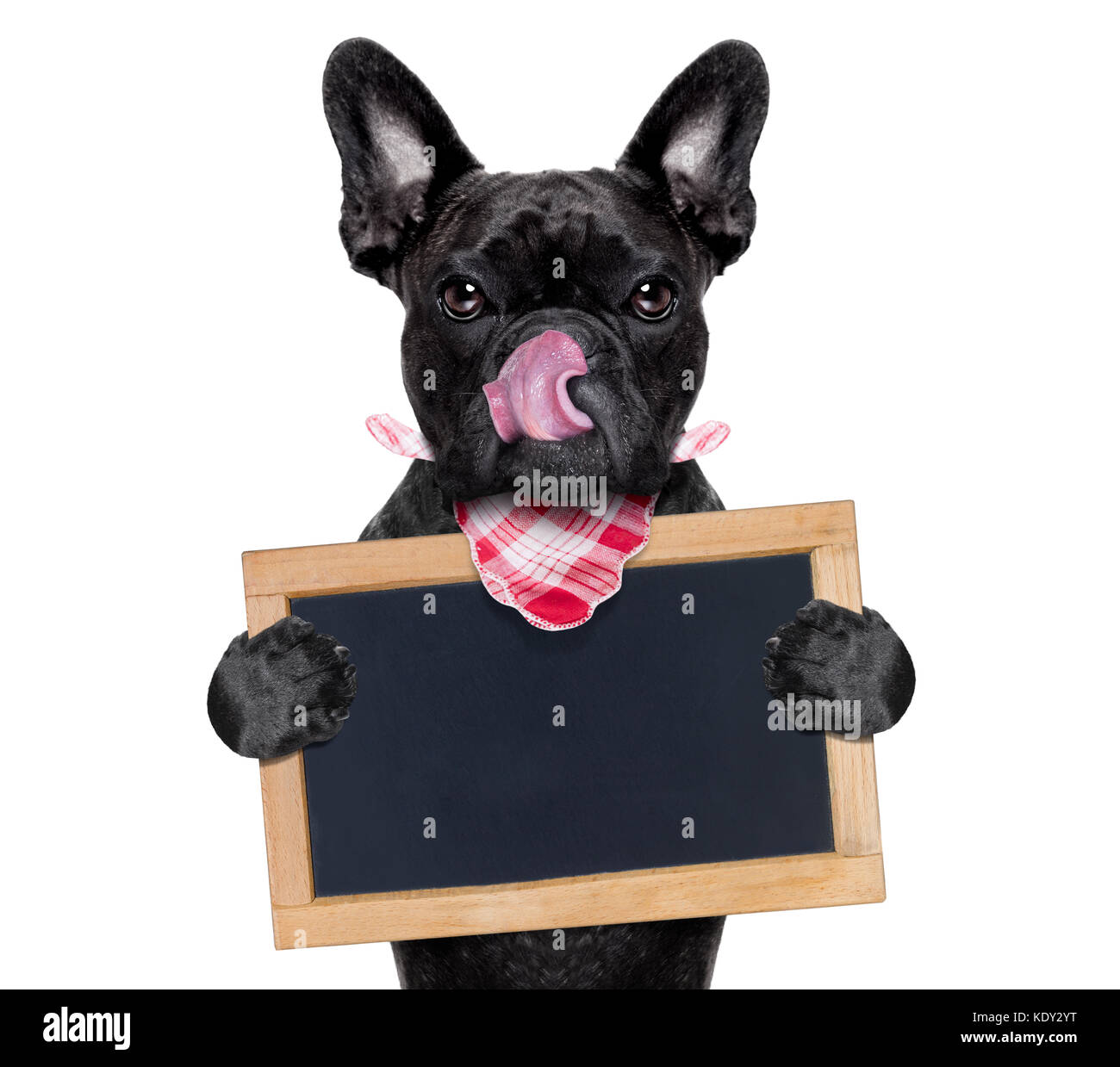 Hungrig Franzosische Bulldogge Hund Bereit Dinner Oder Lunch Zu Essen Holding Leer Banner Oder Tafel Die Zunge Heraus Auf Weissem Hintergrund Stockfotografie Alamy