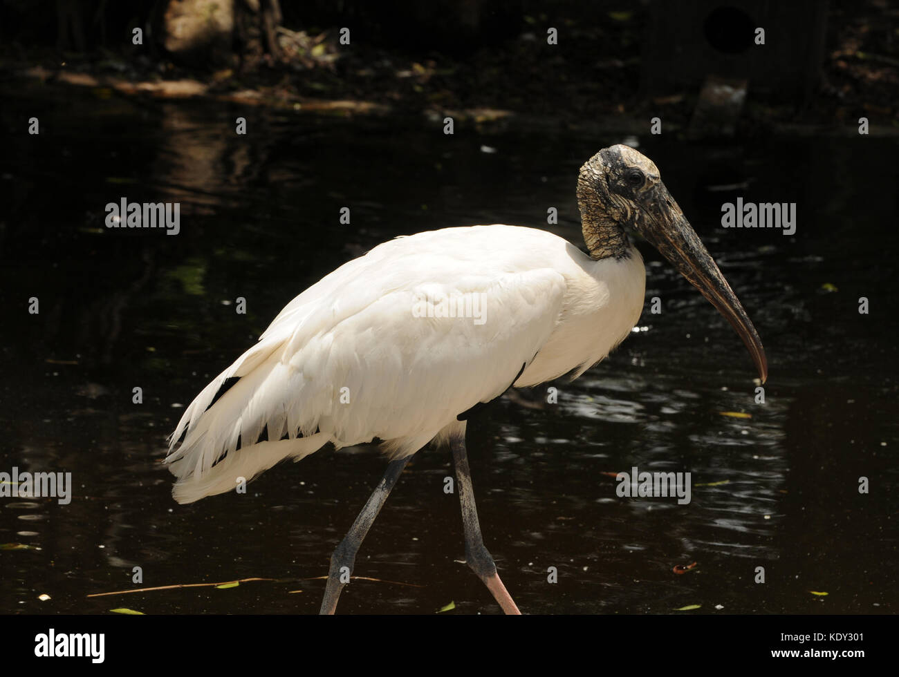 Holz Stork häufig in Florida gesehen (mycteria americana) Stockfoto