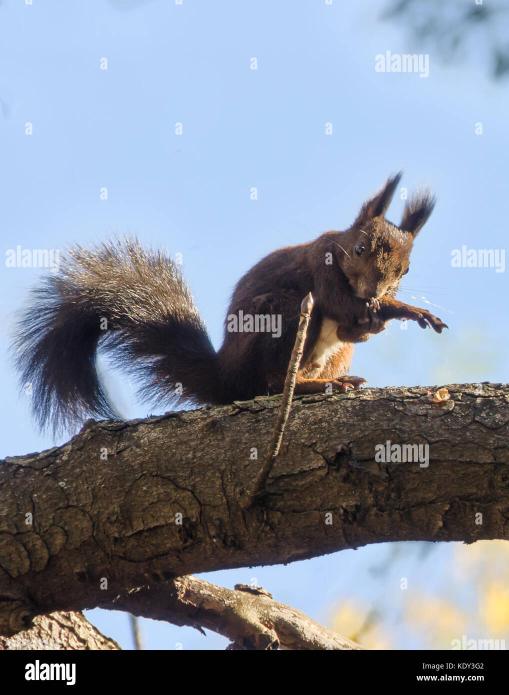 Flauschige Eichhörnchen posiert auf einen Baum. Sciurus vulgaris Stockfoto