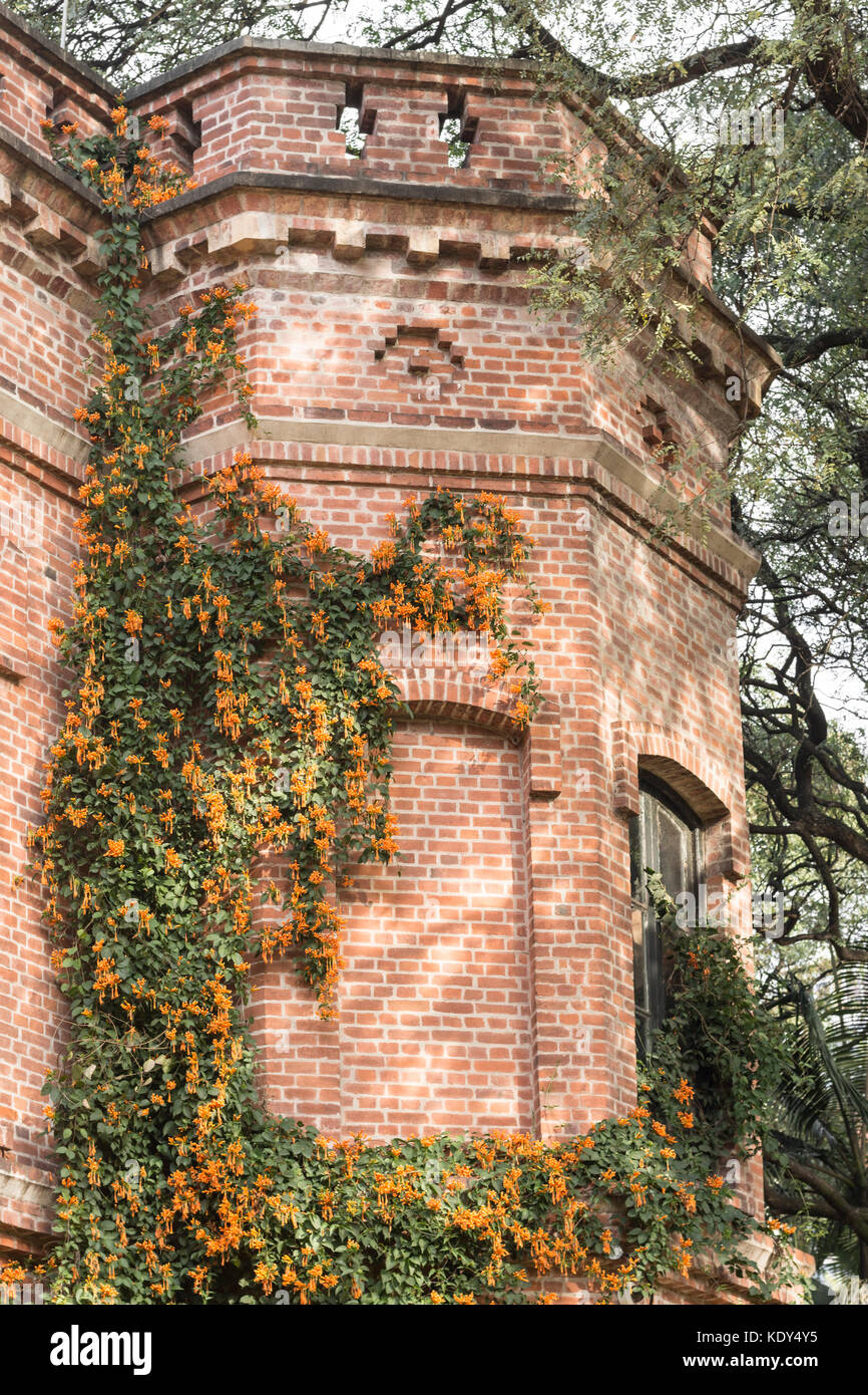 Pyrostegia venusta (Flame vine, orange trumpet Vine, goldene Dusche) in einem Backsteingebäude wächst. Buenos Aires Botanischer Garten, Palermo, Argentinien Stockfoto