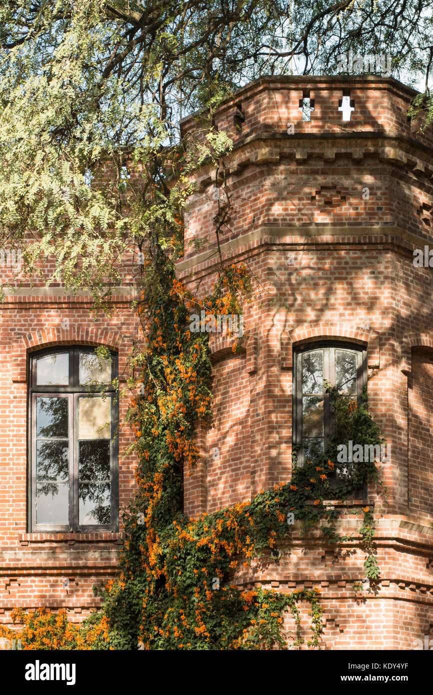 Pyrostegia venusta (Flame vine, orange trumpet Vine, goldene Dusche) in einem Backsteingebäude wächst. Buenos Aires Botanischer Garten, Palermo, Argentinien Stockfoto
