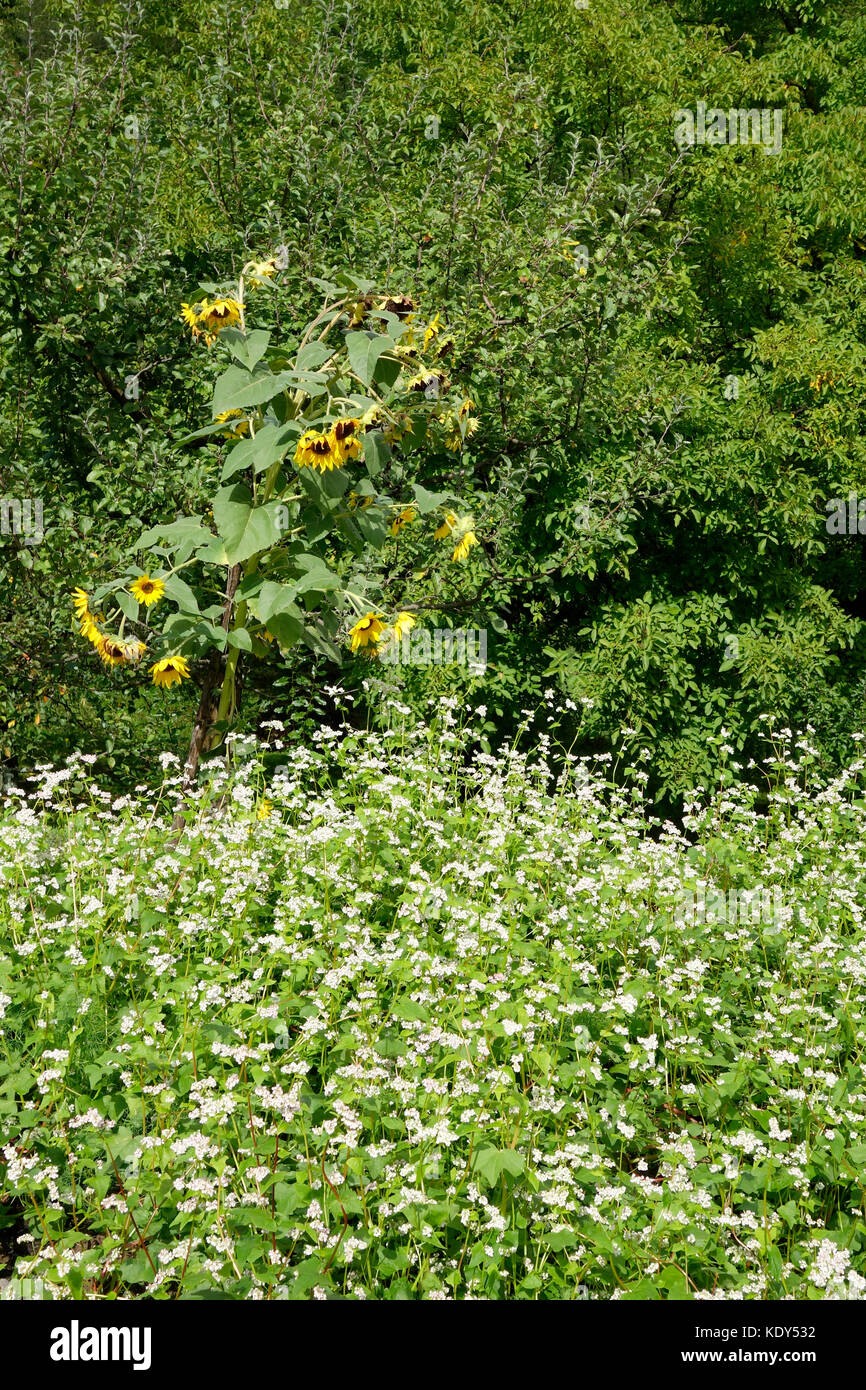 Buchweizen (Fagopyrum esculentum) und Sonnenblume (Helianthus annuus) Blüte. Stockfoto