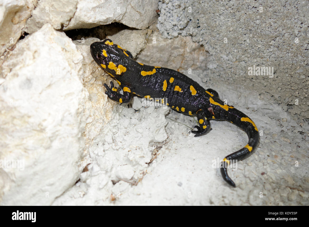 Feuersalamander (Salamandra Salamandra) Stockfoto