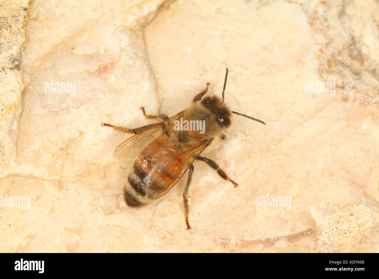 Honigbiene Stockfoto