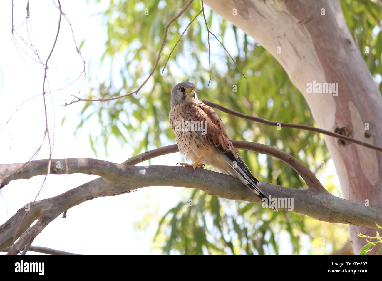 Gewöhnlicher Turmfalke, der auf einem Ast sitzt Stockfoto
