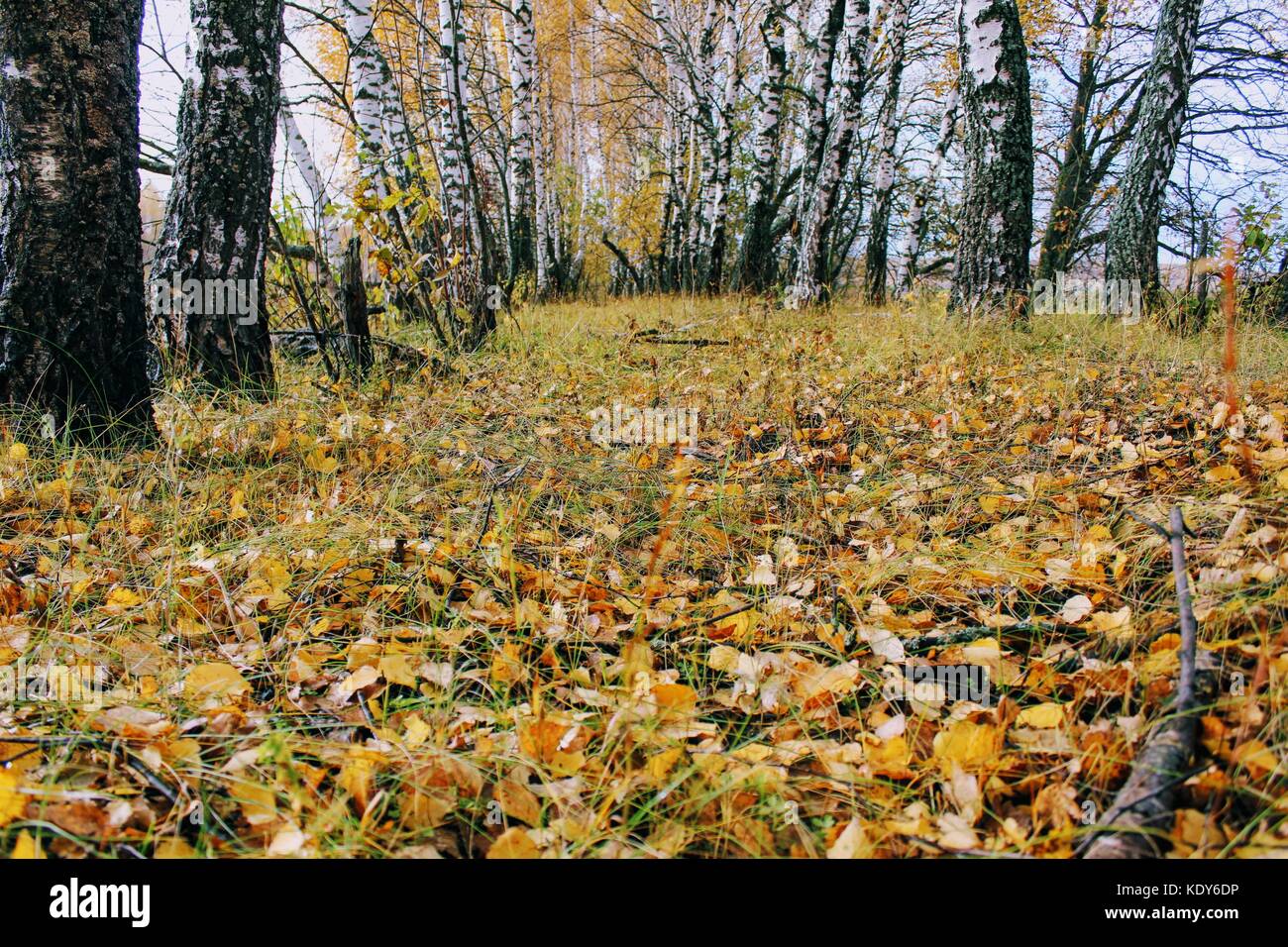 Der Herbst Zeit: Vergilbte Birken in einem Anbau auf dem Feld. Stockfoto