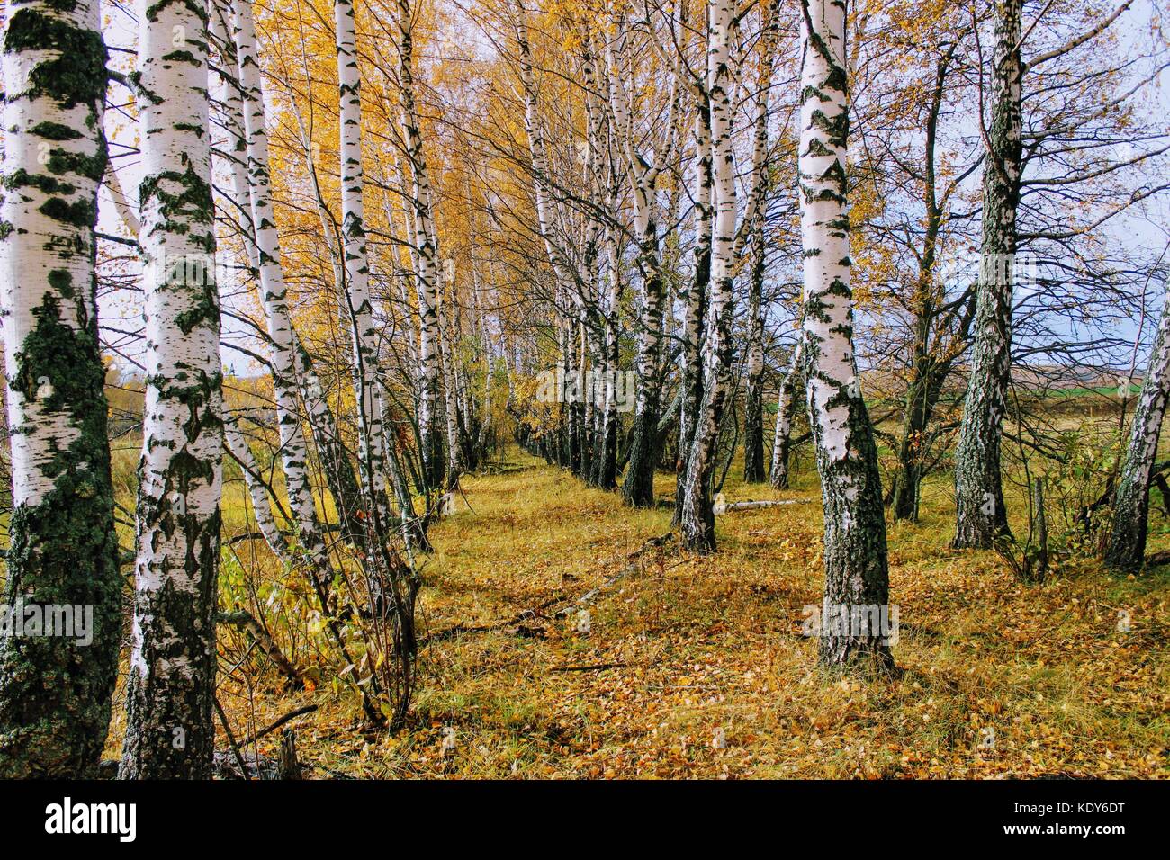 Der Herbst Zeit: Vergilbte Birken in einem Anbau auf dem Feld. Stockfoto